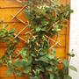honeysuckle.jpg
