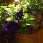 close_uo_hanging_basket2.jpg