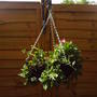 hanging_basket_1.jpg