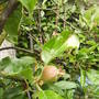 small_apple.jpg