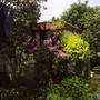 lilac__rhodo_and_forsythia.jpg