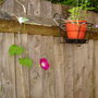 First flowers1