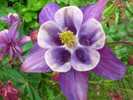 Aquilegia (Aquilegia atrovinosa)