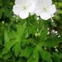 geranium