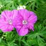 Copy_of_garden_109