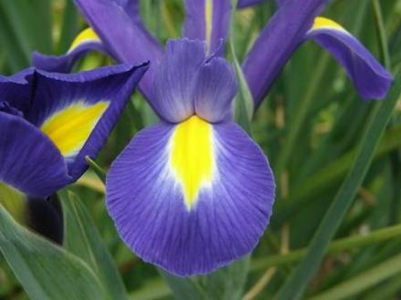iris