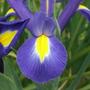 iris