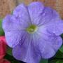 Copy_of_garden_112
