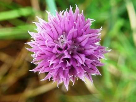 chives (Allium schoenoprasum)