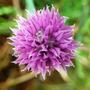 Copy_of_garden_113