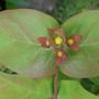 St John's Wort (Hypericum) (St John's Wort (Hypericum))