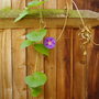 A garden flower photo