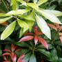 Copy_of_garden_119