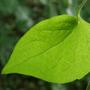 clematis leaf