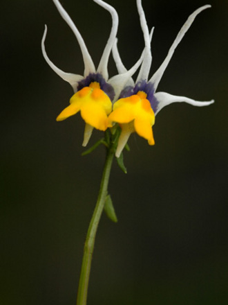 Nemesia cheiranthus ‘Shooting Stars’ (Nemesia cheiranthus ‘Shooting Stars’)