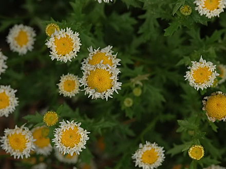 strange daisy plant
