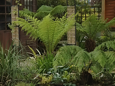 tree ferns (Dicksonia antarctica (Soft tree fern))