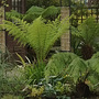 Tree_ferns