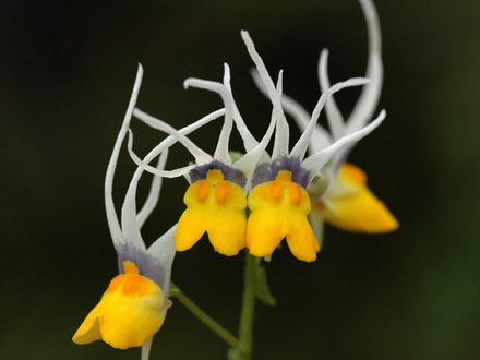 Nemesia cheiranthus ‘Shooting Stars’ (Nemesia cheiranthus ‘Shooting Stars’)