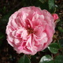Miniature Rose