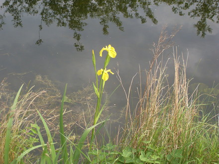 iris