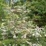 Garden__25th_may_2008_089