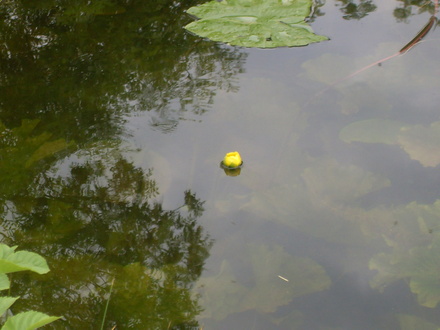 water lily 