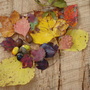 DSC00016.jpg