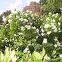 mock orange awakening (Philadelphus lewisii (Mock Orange))
