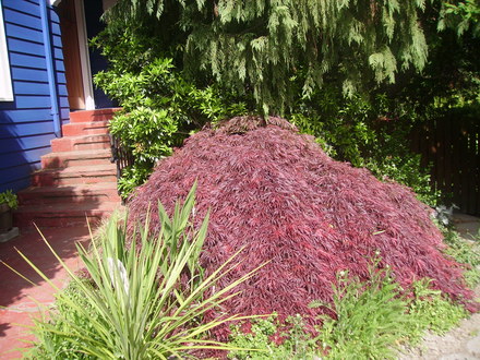 red japanese maple/acer (Acer palmatum (Japanese maple))