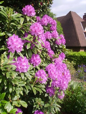 purple rhodie in full bloom (rhododendron)
