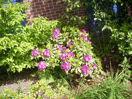 small purple rhodie in front garden (rhododendron)