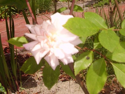 Cecile Brunnera Rose (rosa)