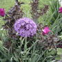 2008-05-29_globemaster_allium