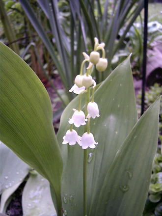 Lily of the Valley (Convallaria majalis (Lily of the valley))