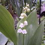 Convallaria majalis (Lily of the valley)