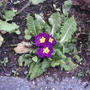 2008-05-29_primrose
