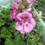 2008-05-29_pink_geranium