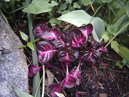 Bloodleaf