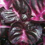 2008-05-29_bloodleaf_closeup