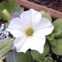 2008-05-29_white_petunia