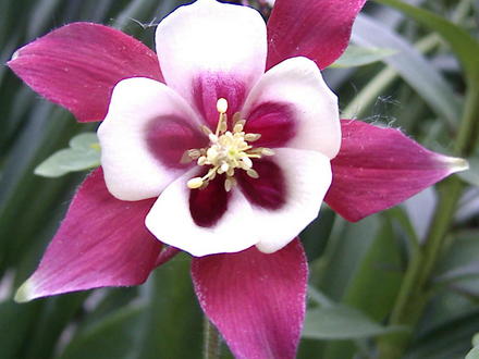 Columbine 'Red Hobbit' (Aquilegia caerulea 'Red Hobbit')