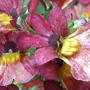 2008-05-29_mimulus_closeup