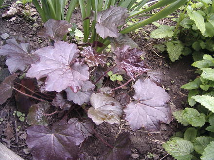 Coral bells, purple (Heuchera micrantha var. diversifolia 'Palace Purple')