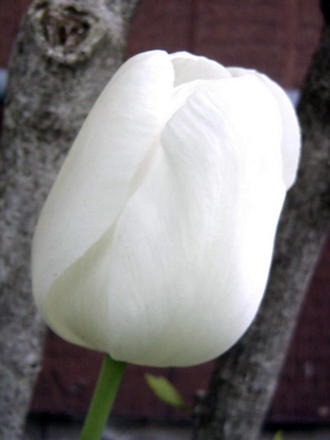 White tulip (Tulipa fosteriana 'White Emperor')
