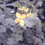 Wildflower - Celandine (Chelidonium majus (An Ceann Ruadh))