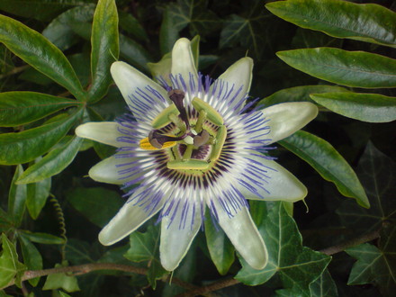 passion flower (Passiflora caerulea (Passion flower))