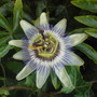Passiflora caerulea (Passion flower)