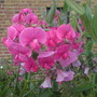 Dsc00263