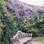 Clematis Sissinghurst 2007